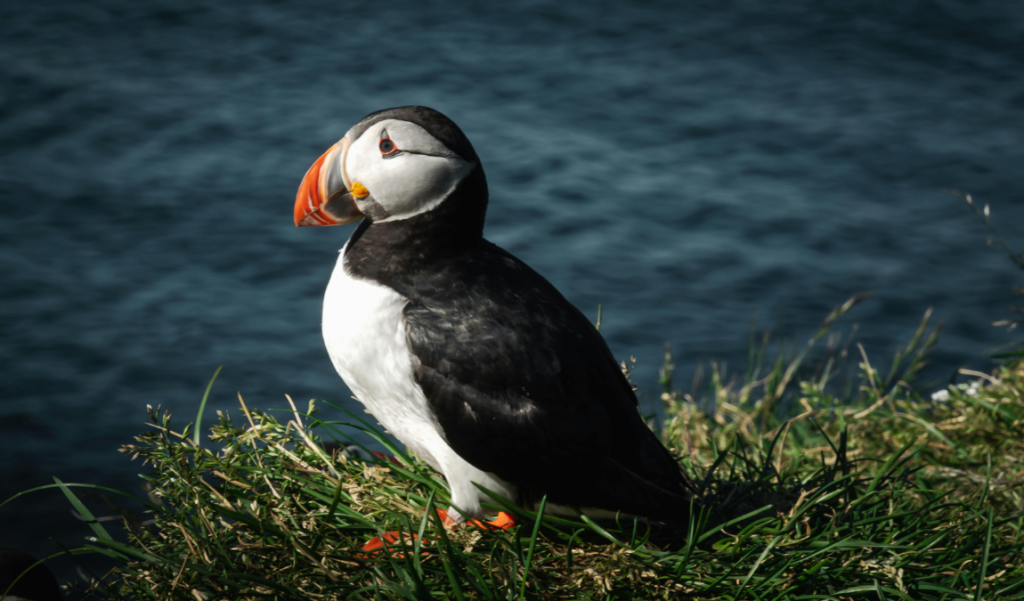 Puffins North East England